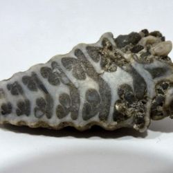 Sección de fósil de gasterópodo (1 de 2)