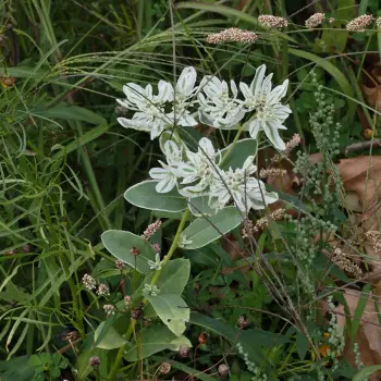 Euphorbia marginata (1 de 3)