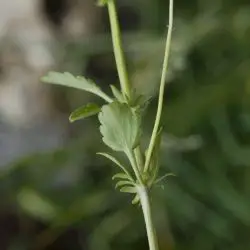 Fotografía Viola arvensis (2 de 3)