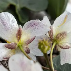Fotografía Ranunculus parnassifolius subsp. muniellensis (3 de 3)