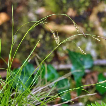 Carex brachystachys (1 de 6)