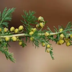 Artemisia chamaemelifolia (3 de 3)
