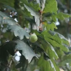 Fotografía Quercus robur