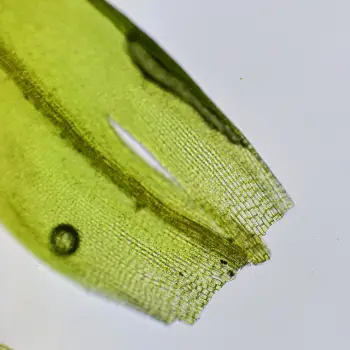 Grimmia pulvinata (4 de 6)