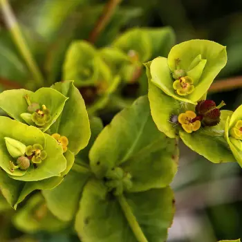 Euphorbia hirsuta (3 de 3)