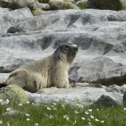 Fotografía Marmota marmota (3 de 3)