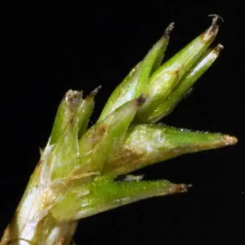 Carex brizoides (5 de 6)