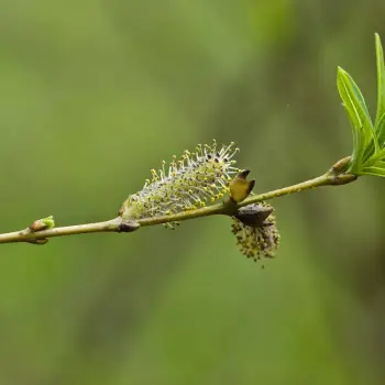 Salix viminalis (4 de 5)