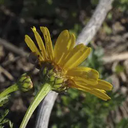 Chrysanthemum coronarium (3 de 3)