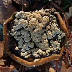 Trichoderma pulvinatum (Fuckel) Jaklitsch & Voglmayr