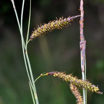 Carex flacca morfotipo flacca (1 de 2)