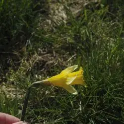 Narcissus pseudonarcissus subsp primigenius (2 de 2)