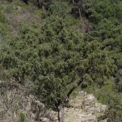 Fotografía Juniperus oxycedrus subsp. badia (1 de 3)