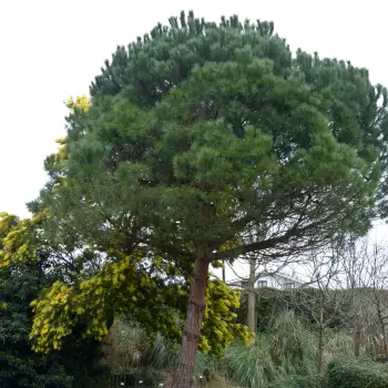 Pinus pinea (2 de 3)