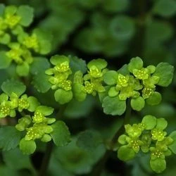 Chrysosplenium oppositifolium