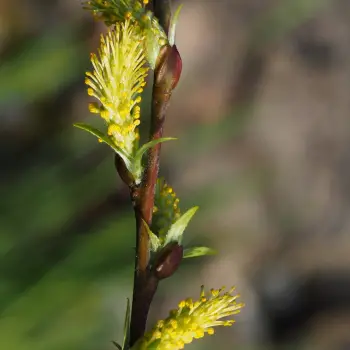 Salix eleagnos (1 de 6)
