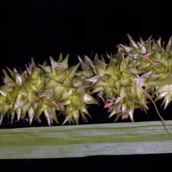 Carex otrubae (2 de 2)