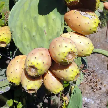 Opuntia maxima (4 de 5)