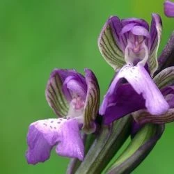Orchis morio