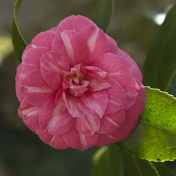 Camellia japonica 'Papandorf' (2 de 2)