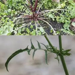 Crepis taraxacifolia (2 de 3)