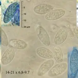 Neonectria ditissima (Tul. & C. Tul.) Samuels & Rossman (2 de 2)