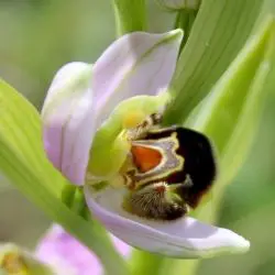 Ophrys apifera (1 de 3)