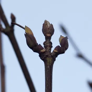 Staphylea pinnata