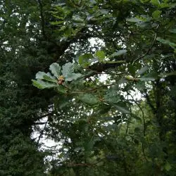 Quercus petraea subsp. petraea