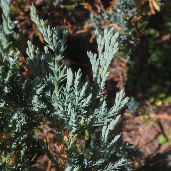 Juniperus sabina 'Cupressifolia' (2 de 3)