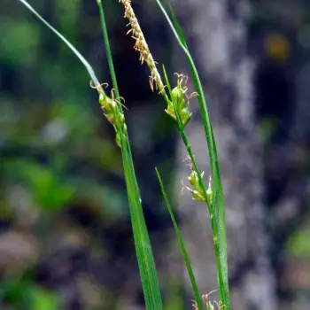 Carex depauperata (2 de 6)