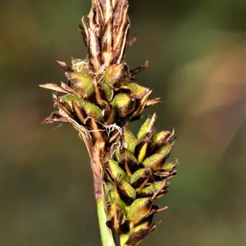 Carex caryophyllea  (2 de 3)