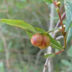Salix purpurea (2 de 3)