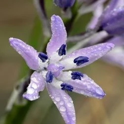 Flor, corola