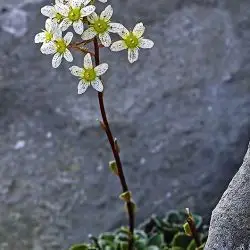 Saxifraga paniculata (1 de 3)