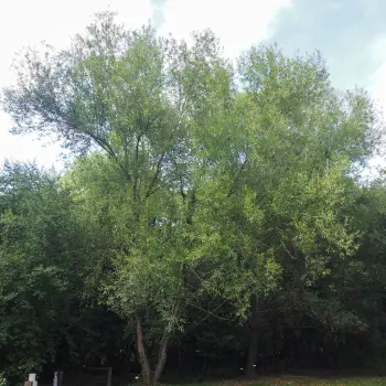 Salix viminalis (1 de 5)