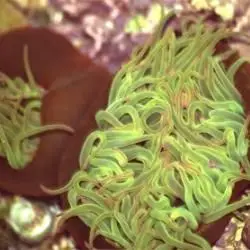 Fotografía Anemonia viridis