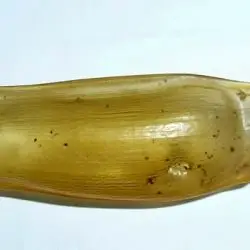 Scyliorhinus canicula (1 de 2)
