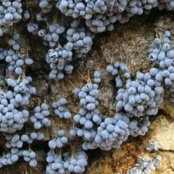 Physarum utriculare