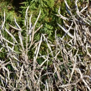 Brassica oleracea var sylvestris (1 de 3)