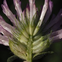 Fotografía Trifolium pratense subsp. pratense (1 de 3)
