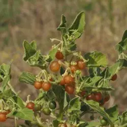 Fotografía Solanum villosum (2 de 2)