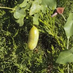 Aristolochia baetica (1 de 3)