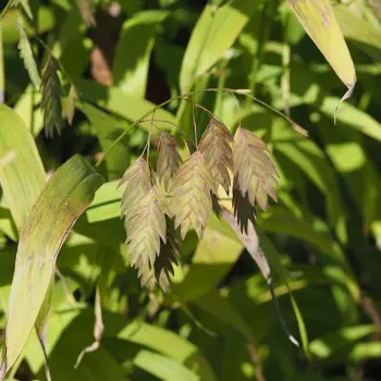 Chasmanthium latifolium (3 de 3)