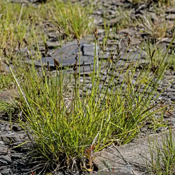 Carex leporina (1 de 4)