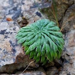 Fotografía Saxifraga longifolia