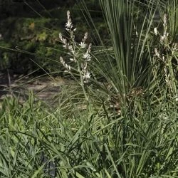 Asphodelus ramosus