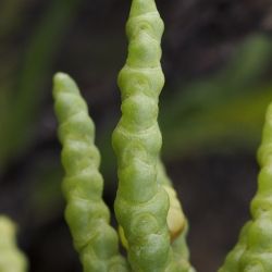 Salicornia (3 de 3)