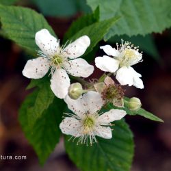 Fotografía Rubus lainzii (1 de 3)