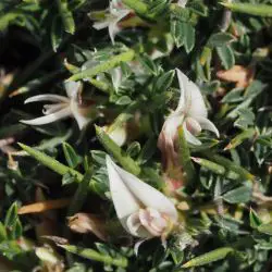 Astragalus balearicus (3 de 3)